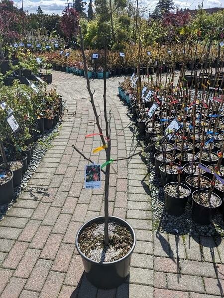 4- WAY COMBO APPLE TREE - Triple Tree Nurseryland