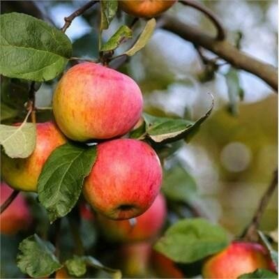 Gravenstein Apple Tree