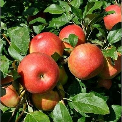 Dwarf Honeycrisp Apple Tree