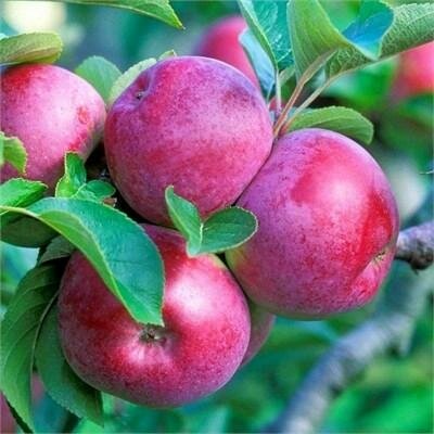 Spartan Apple Tree
