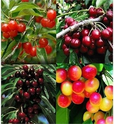 4-Way Combo Cherry Tree