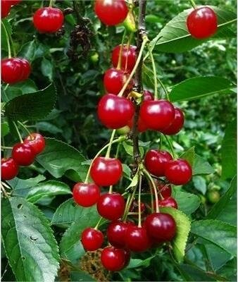 Montmorency Sour Cherry Tree