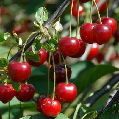 Morello Cherry Tree