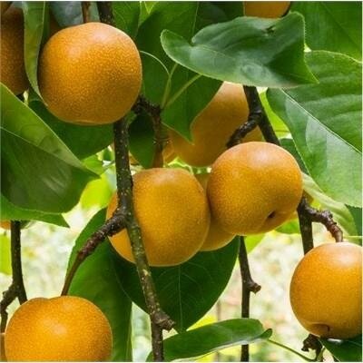 20Th Century (Nijisseiki) Oriental Pear Tree