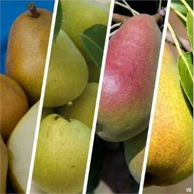European Pear Tree Combo