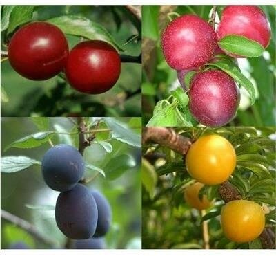 Plum Tree Combo