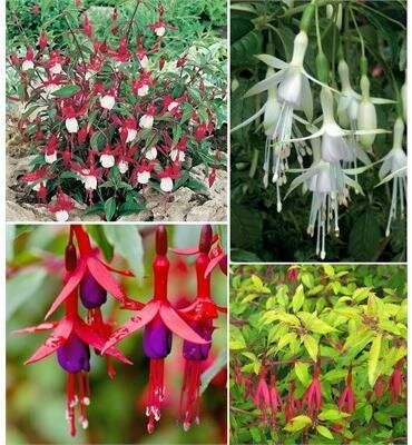 Hardy Fuchsia Tree