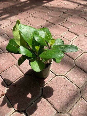 Fiddle Leaf Fig