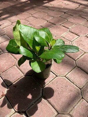 Fiddle Leaf Fig