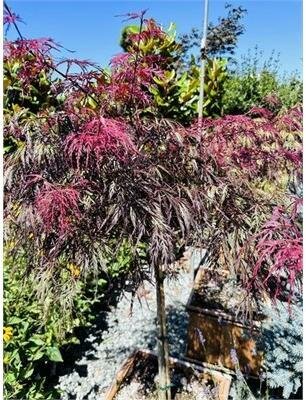 Crimson Queen Weeping Japanese Maple
