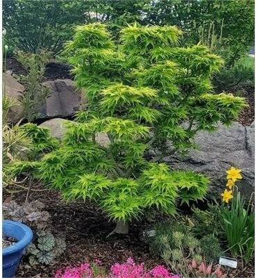 Mikawa Yatsubusa Japanese Maple
