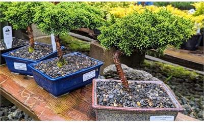 Shimpaku Pre-Bonsai Juniper