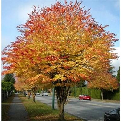 Japanese Katsura Tree