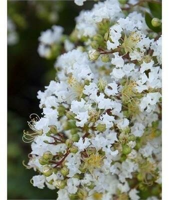 Natchez Crape Myrtle