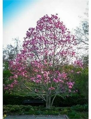 Galaxy Magnolia