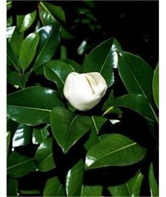 Victoria Southern Magnolia