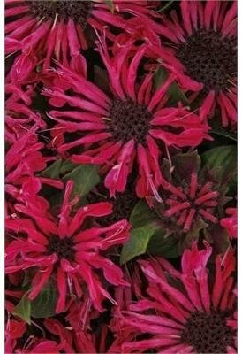 Pocahontas Red Rose Bee Balm
