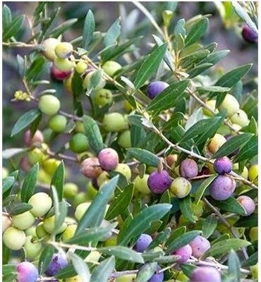 Arbequina Fruiting Olive Tree