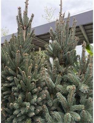 Cupressina Spruce 4-5'
