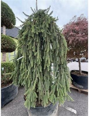 Weeping Norway Spruce 7-8'