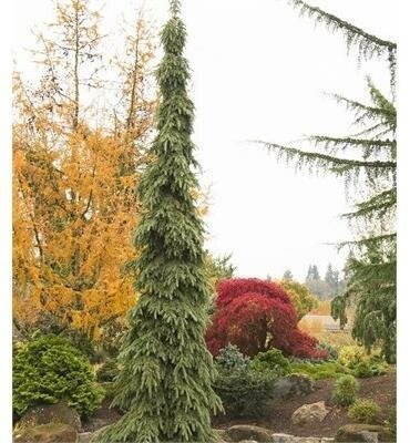 Weeping White Spruce