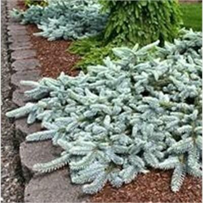 Weeping Blue Spruce