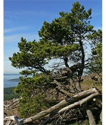 Topiary Shore Pine 6-7'