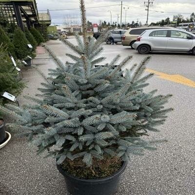 Bonny Blue Blue Spruce