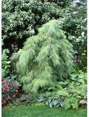 Weeping White Pine
