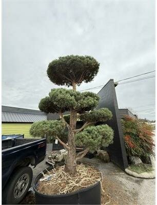 Topiary Scotch Pine