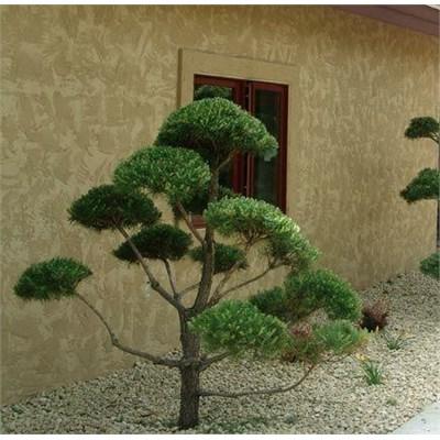 Poodled Water's Pine