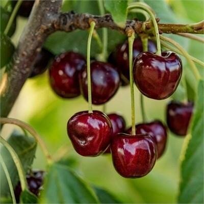 Van Cherry Tree