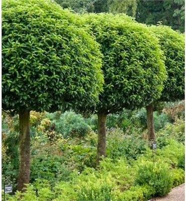 Tree Form Portuguese Laurel