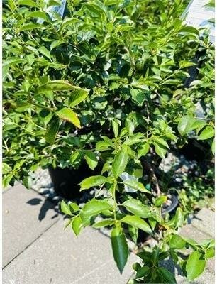 Romeo Dwarf Hardy Edible Cherry