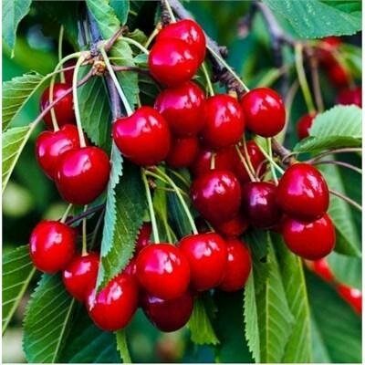 Sweetheart Cherry Tree