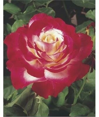 Double Delight Hybrid Tea Rose Tree
