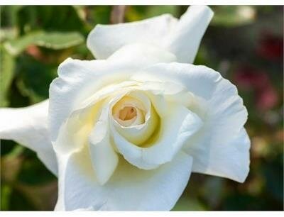 Honor Hybrid Tea Rose