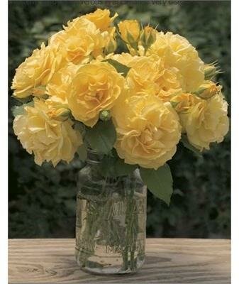 Julia Child Floribunda Rose