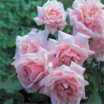 New Dawn Climbing Rose