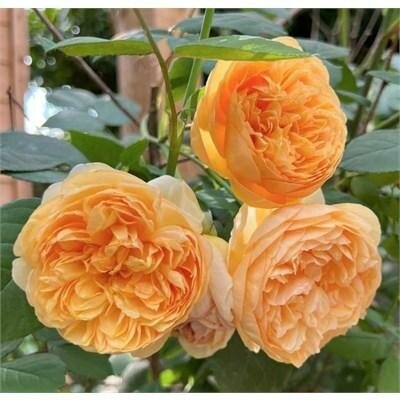 Bring Me Sunshine David Austin Rose