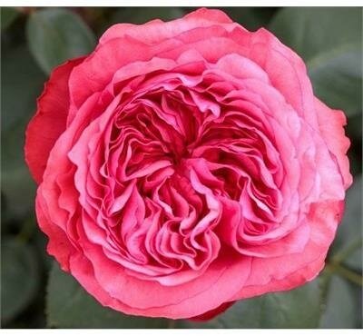 Loves Me, Loves Me Not Rose