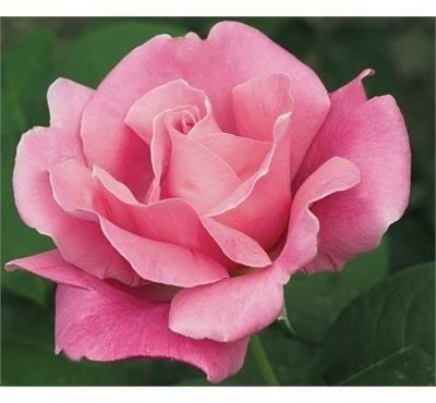 Perfume Delight Tree Rose