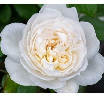 Bolero Floribunda Rose