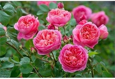 Boscobel David Austin Rose