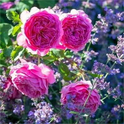 Princess Alexandra of Kent David Austin Rose