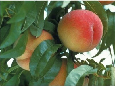 Frost Peach Tree