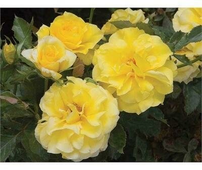 Sunsprite Floribunda Rose