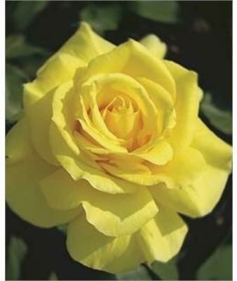 Sunsprite Floribunda Rose Tree