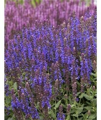 Apex Blue Salvia