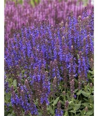 Apex Blue Salvia